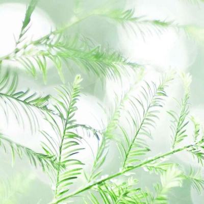 建造荒岛农场手游下载